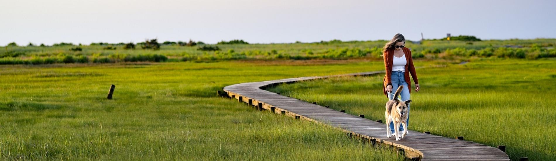 A woman walks her dog on a board walk across a marsh